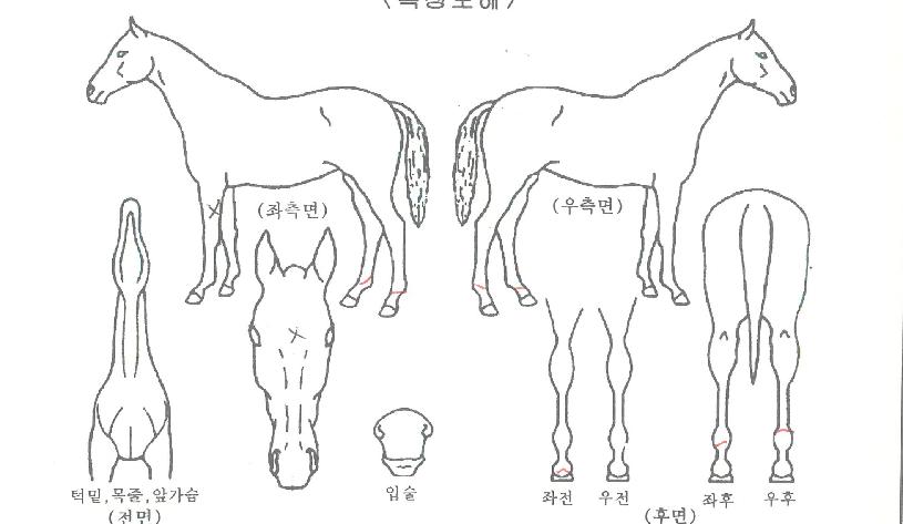 ¿Áµ¿°øÁÖÀÇ Ãø¸é,¿ì¸é,µÞ¸é,µÎ»ó,´Ù¸®ÀÇ Æ¯Â¡µµÇØ