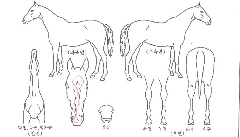 »çÀÏ·±Æ®Æ÷¿¡Æ®¸®ÀÚ¸¶ÀÇ Ãø¸é,¿ì¸é,µÞ¸é,µÎ»ó,´Ù¸®ÀÇ Æ¯Â¡µµÇØ