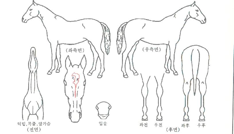 ī�캸�̽����� ����,���,�޸�,�λ�,�ٸ��� Ư¡����