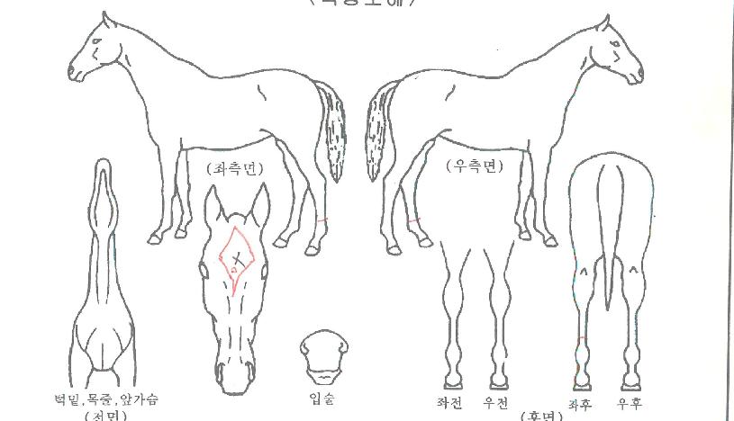 ū�̼������� ����,���,�޸�,�λ�,�ٸ��� Ư¡����