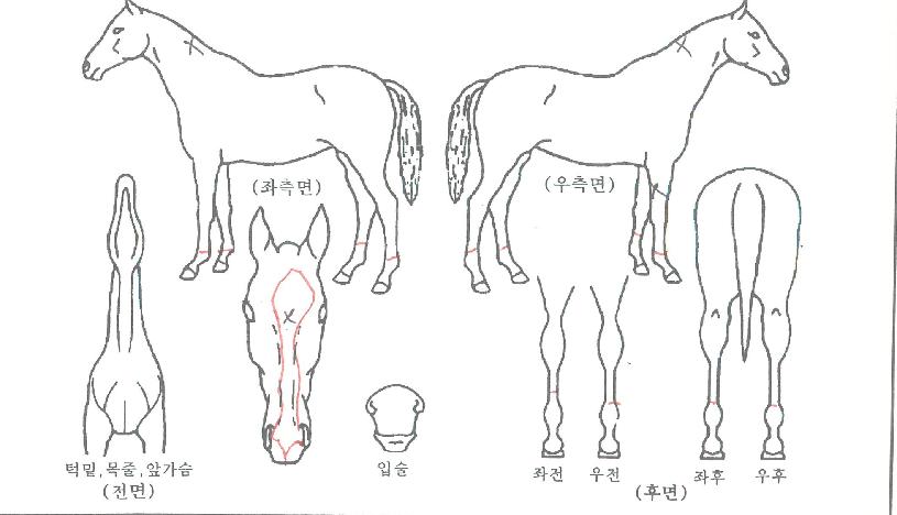 ¿ø´õÇ®µ¥ÀÌÁîÀÇ Ãø¸é,¿ì¸é,µÞ¸é,µÎ»ó,´Ù¸®ÀÇ Æ¯Â¡µµÇØ