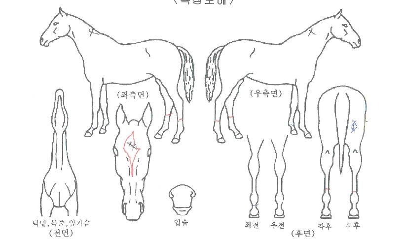 ¹è´Ù¸®ÄµµðÀÇ Ãø¸é,¿ì¸é,µÞ¸é,µÎ»ó,´Ù¸®ÀÇ Æ¯Â¡µµÇØ