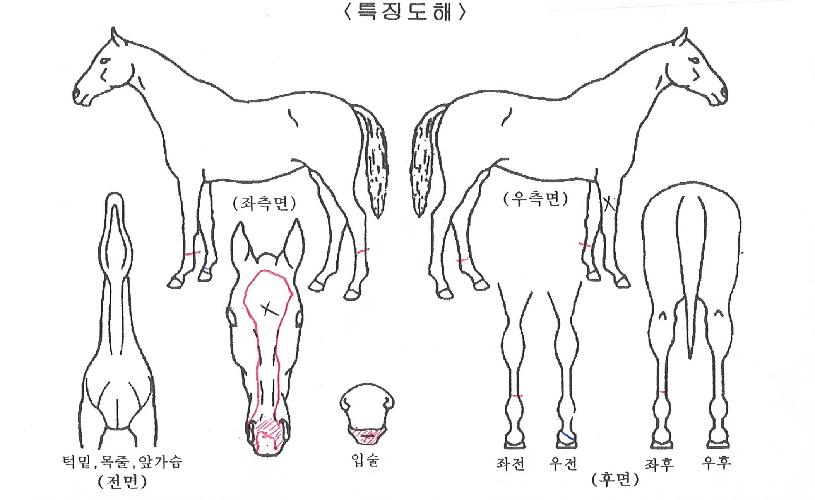 Å·¿£Á©¸¶¸®¾ÆÀÇ Ãø¸é,¿ì¸é,µÞ¸é,µÎ»ó,´Ù¸®ÀÇ Æ¯Â¡µµÇØ