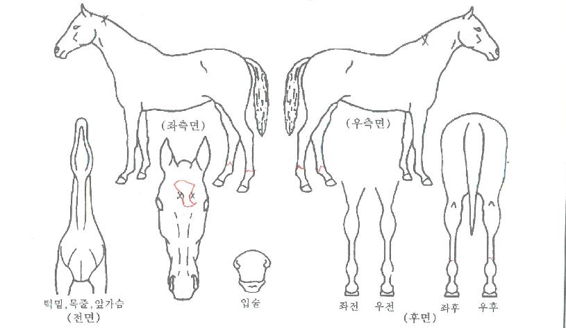 ·çŰ·ÎŰÀÚ¸¶ÀÇ Ãø¸é,¿ì¸é,µÞ¸é,µÎ»ó,´Ù¸®ÀÇ Æ¯Â¡µµÇØ