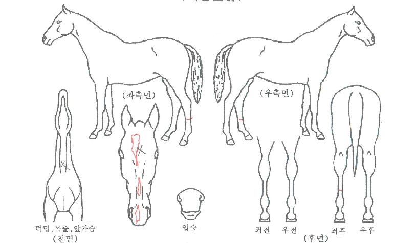 ±ºÁÖÀDZæÀÇ Ãø¸é,¿ì¸é,µÞ¸é,µÎ»ó,´Ù¸®ÀÇ Æ¯Â¡µµÇØ