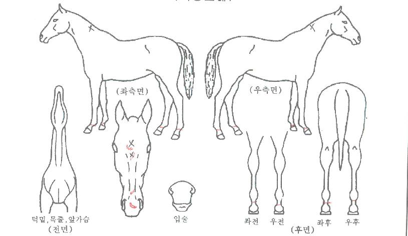 �������Ƽ�ڸ��� ����,���,�޸�,�λ�,�ٸ��� Ư¡����