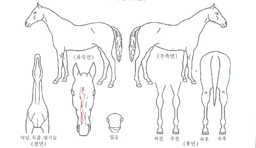 ¾ËÆÄ¾î°ÔÀÎÀÇ Ãø¸é,¿ì¸é,µÞ¸é,µÎ»ó,´Ù¸®ÀÇ Æ¯Â¡µµÇØ