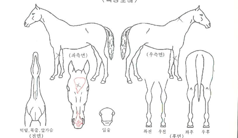 µå¸²½ºÅÚ½ºÀÇ Ãø¸é,¿ì¸é,µÞ¸é,µÎ»ó,´Ù¸®ÀÇ Æ¯Â¡µµÇØ