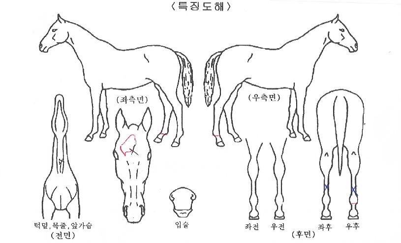 ¼ø°£Å¸À̹ÖÀÇ Ãø¸é,¿ì¸é,µÞ¸é,µÎ»ó,´Ù¸®ÀÇ Æ¯Â¡µµÇØ