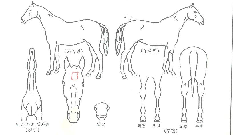 ´ÚÅÍÅʰíÀÇ Ãø¸é,¿ì¸é,µÞ¸é,µÎ»ó,´Ù¸®ÀÇ Æ¯Â¡µµÇØ