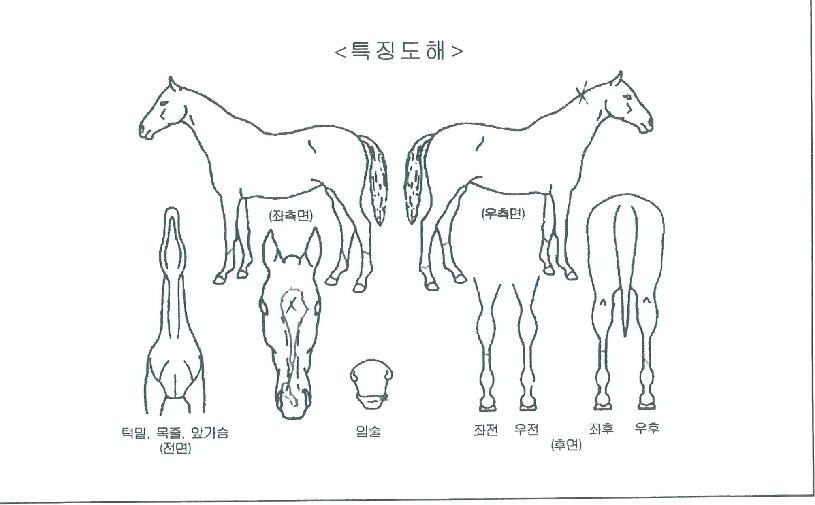 �Ծȹ����� ����,���,�޸�,�λ�,�ٸ��� Ư¡����