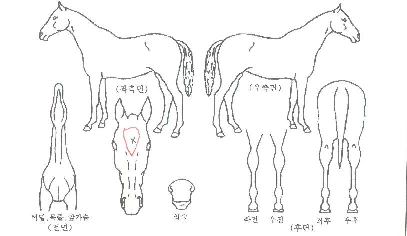 ������ ����,���,�޸�,�λ�,�ٸ��� Ư¡����