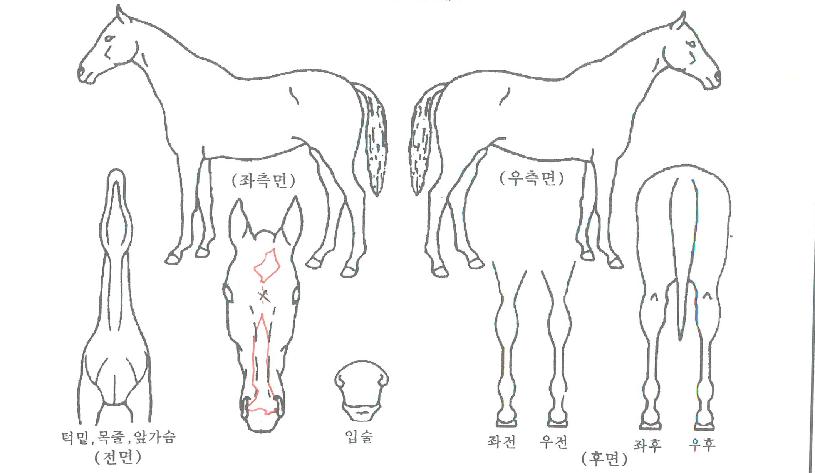 ������ڸ��� ����,���,�޸�,�λ�,�ٸ��� Ư¡����