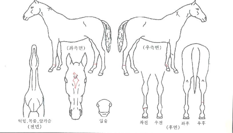 ��ȣ������ ����,���,�޸�,�λ�,�ٸ��� Ư¡����