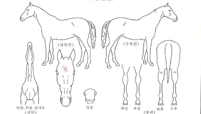 ÁÁÀº»çÀÌÀÇ Ãø¸é,¿ì¸é,µÞ¸é,µÎ»ó,´Ù¸®ÀÇ Æ¯Â¡µµÇØ