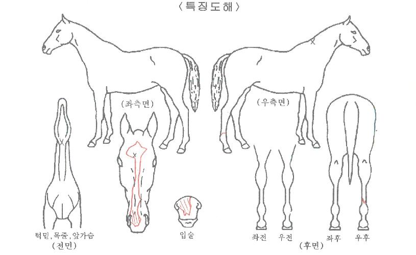 Ä¡ÇÁÀεðÀÇ Ãø¸é,¿ì¸é,µÞ¸é,µÎ»ó,´Ù¸®ÀÇ Æ¯Â¡µµÇØ