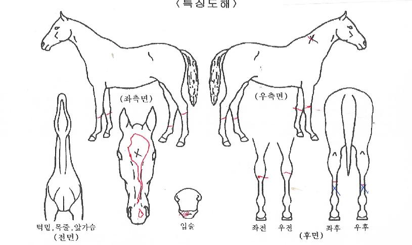 ¾î¼¿ÍÀÇ Ãø¸é,¿ì¸é,µÞ¸é,µÎ»ó,´Ù¸®ÀÇ Æ¯Â¡µµÇØ