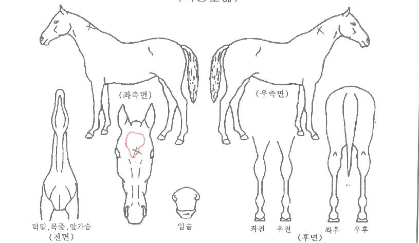 �̱ۿ����� ����,���,�޸�,�λ�,�ٸ��� Ư¡����