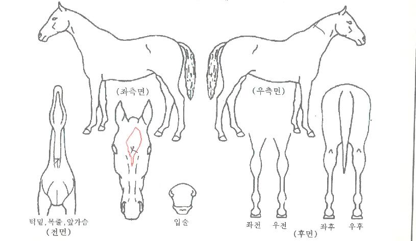 ���������� ����,���,�޸�,�λ�,�ٸ��� Ư¡����