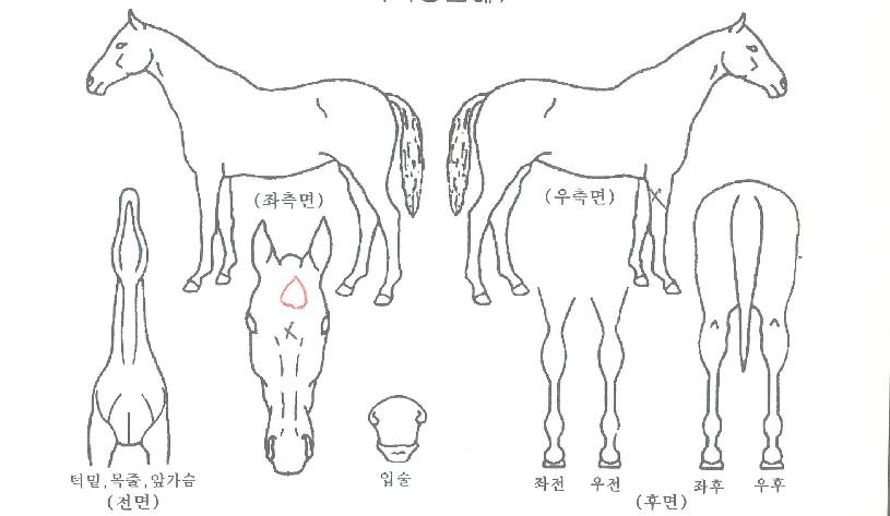 ¿¬½Âºê¶óº¸ÀÇ Ãø¸é,¿ì¸é,µÞ¸é,µÎ»ó,´Ù¸®ÀÇ Æ¯Â¡µµÇØ