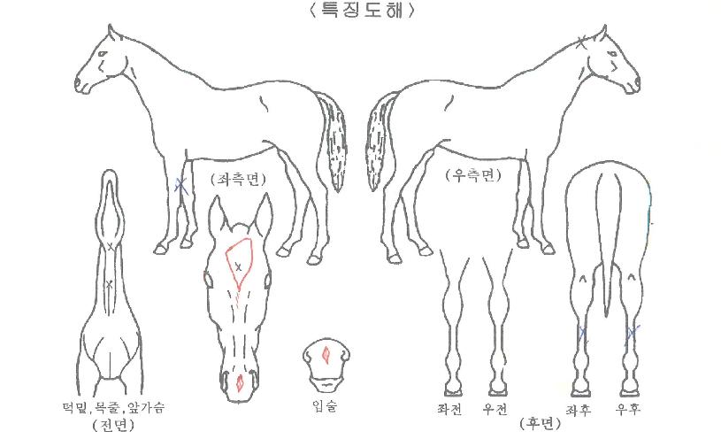 ¾Æ´ã½º¾ÖÇÃÀÇ Ãø¸é,¿ì¸é,µÞ¸é,µÎ»ó,´Ù¸®ÀÇ Æ¯Â¡µµÇØ