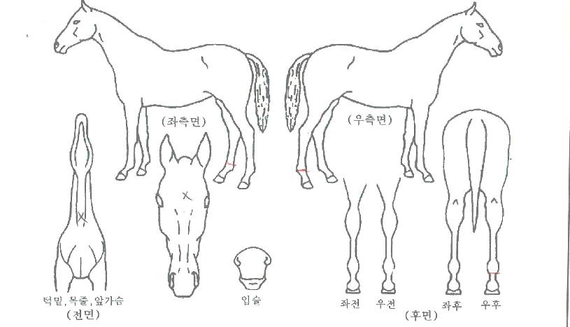 ¿¡À̽ºÆ÷ÅÙÀÇ Ãø¸é,¿ì¸é,µÞ¸é,µÎ»ó,´Ù¸®ÀÇ Æ¯Â¡µµÇØ