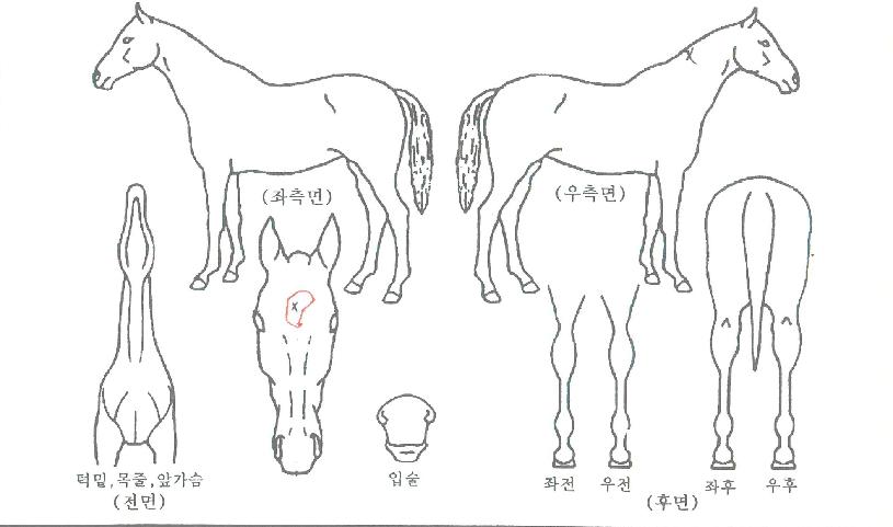 Å·ÆÄƼÀÇ Ãø¸é,¿ì¸é,µÞ¸é,µÎ»ó,´Ù¸®ÀÇ Æ¯Â¡µµÇØ