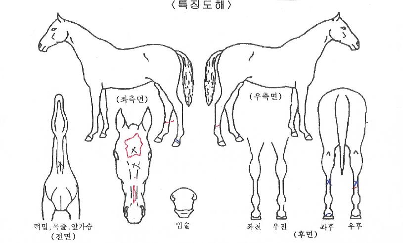 ��õ��¯�� ����,���,�޸�,�λ�,�ٸ��� Ư¡����