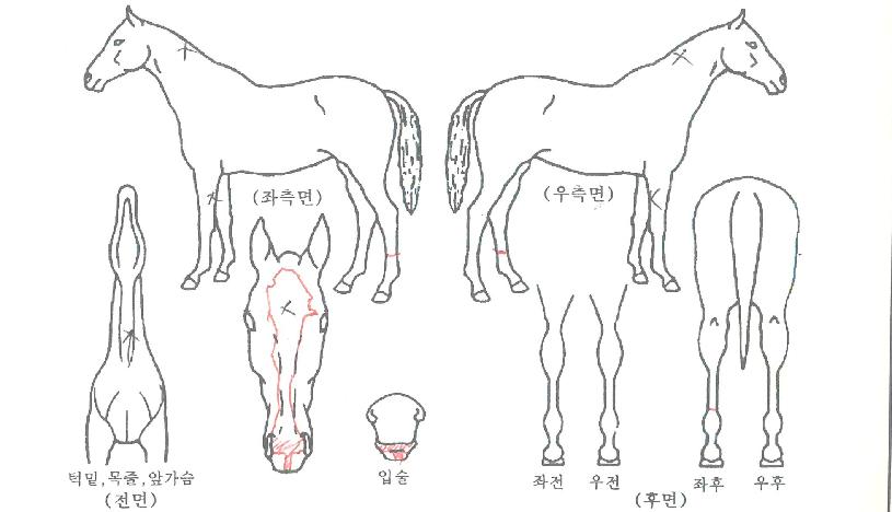 ´õÆÛ½ºÆ®ÆÑÅÍÀÇ Ãø¸é,¿ì¸é,µÞ¸é,µÎ»ó,´Ù¸®ÀÇ Æ¯Â¡µµÇØ