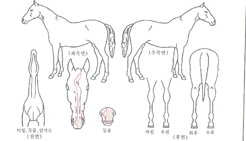 ���ʿ��̷����ڸ��� ����,���,�޸�,�λ�,�ٸ��� Ư¡����