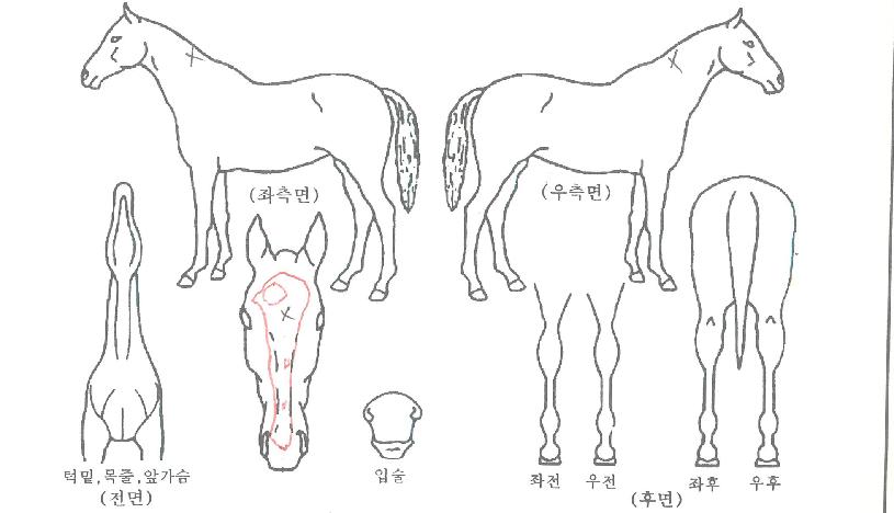 ±×·£µåÃàÁ¦ÀÇ Ãø¸é,¿ì¸é,µÞ¸é,µÎ»ó,´Ù¸®ÀÇ Æ¯Â¡µµÇØ