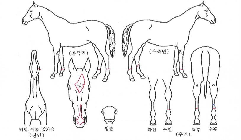 ����޸��� ����,���,�޸�,�λ�,�ٸ��� Ư¡����