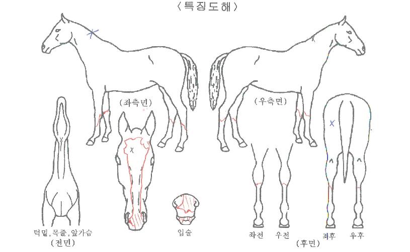 Èï¹Ù¶ó±âÀÇ Ãø¸é,¿ì¸é,µÞ¸é,µÎ»ó,´Ù¸®ÀÇ Æ¯Â¡µµÇØ