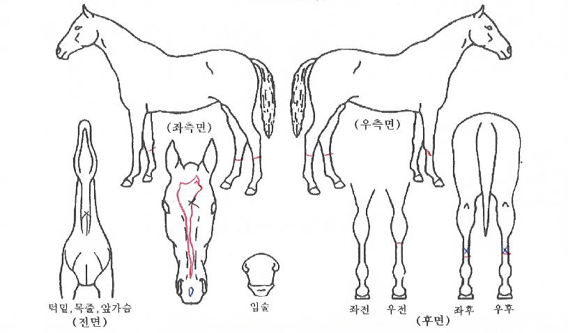 ���ǿ����� ����,���,�޸�,�λ�,�ٸ��� Ư¡����