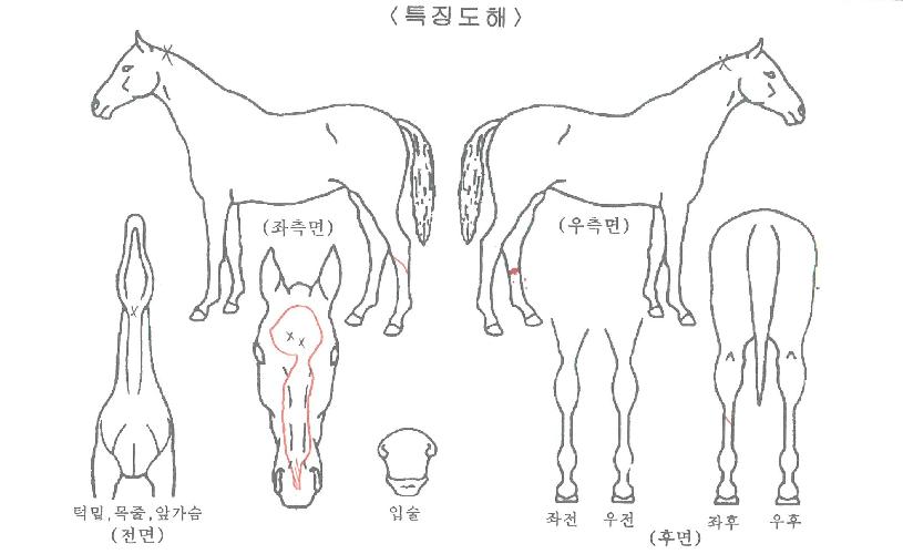 ÄÉÀÌ¿£¸ÅÁ÷ÀÇ Ãø¸é,¿ì¸é,µÞ¸é,µÎ»ó,´Ù¸®ÀÇ Æ¯Â¡µµÇØ