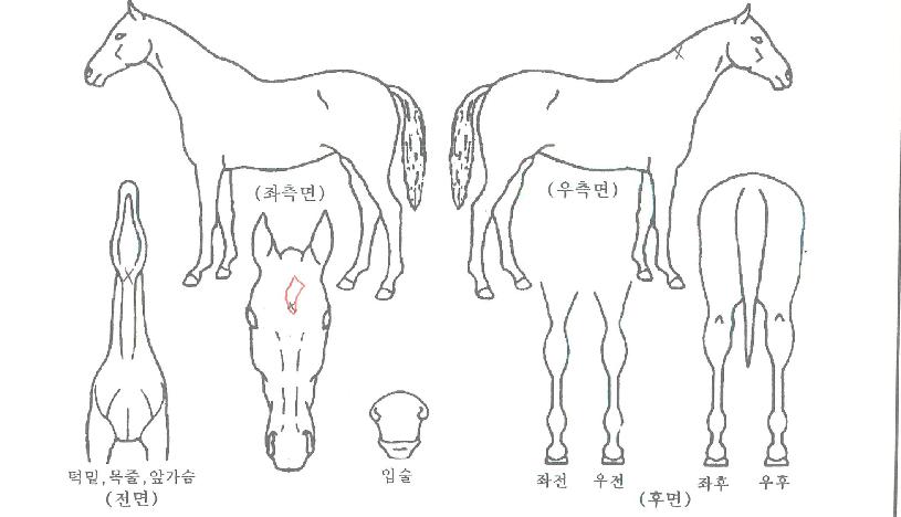 縰Àú·¹ÀüµåÀÇ Ãø¸é,¿ì¸é,µÞ¸é,µÎ»ó,´Ù¸®ÀÇ Æ¯Â¡µµÇØ