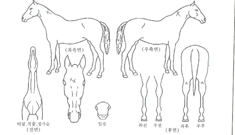 ���ī������ ����,���,�޸�,�λ�,�ٸ��� Ư¡����