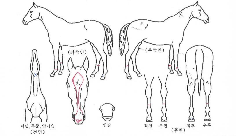 ¸ð´ø°ñµåÀÇ Ãø¸é,¿ì¸é,µÞ¸é,µÎ»ó,´Ù¸®ÀÇ Æ¯Â¡µµÇØ