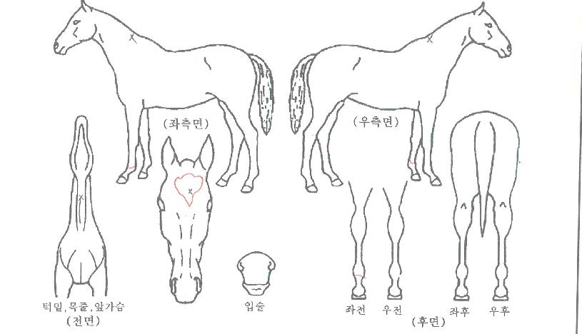 �¸��Ǳ��� ����,���,�޸�,�λ�,�ٸ��� Ư¡����