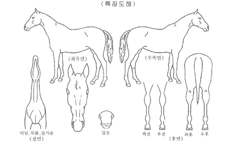 �ϰ��ʻ��� ����,���,�޸�,�λ�,�ٸ��� Ư¡����