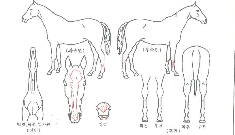 �ְ����� ����,���,�޸�,�λ�,�ٸ��� Ư¡����