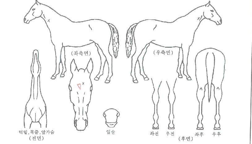 ·¹µðÇ÷¹ÀÌ¾î¿øÀÚ¸¶ÀÇ Ãø¸é,¿ì¸é,µÞ¸é,µÎ»ó,´Ù¸®ÀÇ Æ¯Â¡µµÇØ