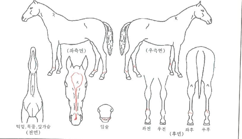 ������ ����,���,�޸�,�λ�,�ٸ��� Ư¡����