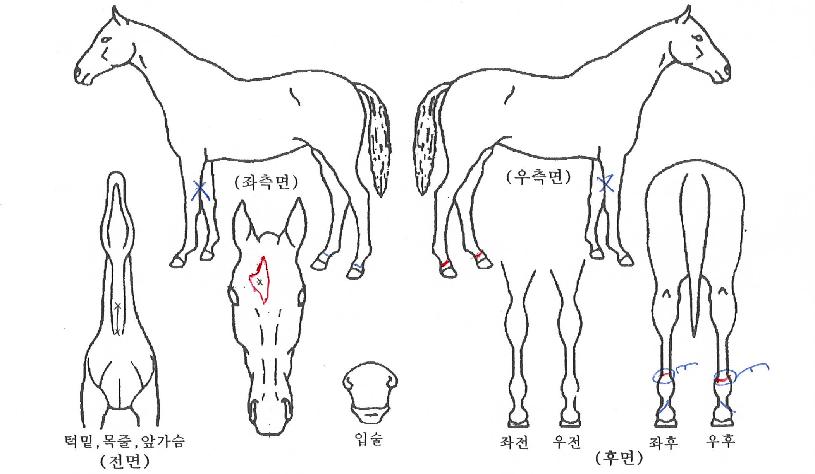 ���̷��� ����,���,�޸�,�λ�,�ٸ��� Ư¡����