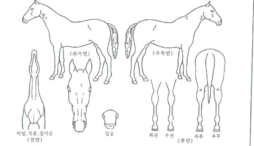 ū�ܺ��� ����,���,�޸�,�λ�,�ٸ��� Ư¡����