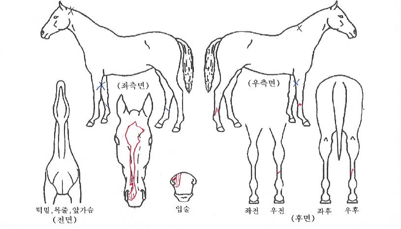 ŷ������ ����,���,�޸�,�λ�,�ٸ��� Ư¡����