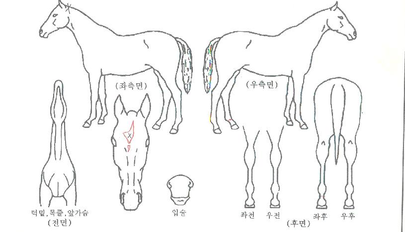 ���������� ����,���,�޸�,�λ�,�ٸ��� Ư¡����