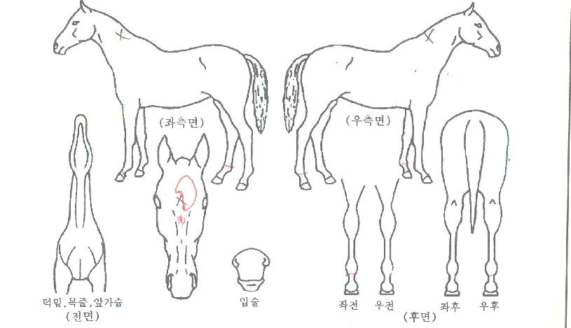 ±Ý¼ºÆÐ¼ÇÀÇ Ãø¸é,¿ì¸é,µÞ¸é,µÎ»ó,´Ù¸®ÀÇ Æ¯Â¡µµÇØ