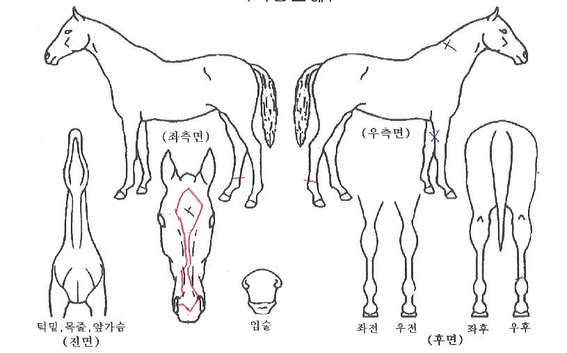 ¿ø´õÇ®±Ý¼ºÀÇ Ãø¸é,¿ì¸é,µÞ¸é,µÎ»ó,´Ù¸®ÀÇ Æ¯Â¡µµÇØ