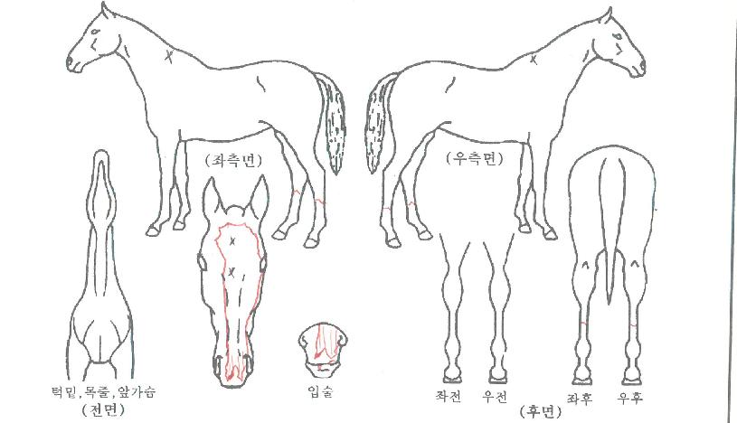 �۷θ��ε��� ����,���,�޸�,�λ�,�ٸ��� Ư¡����